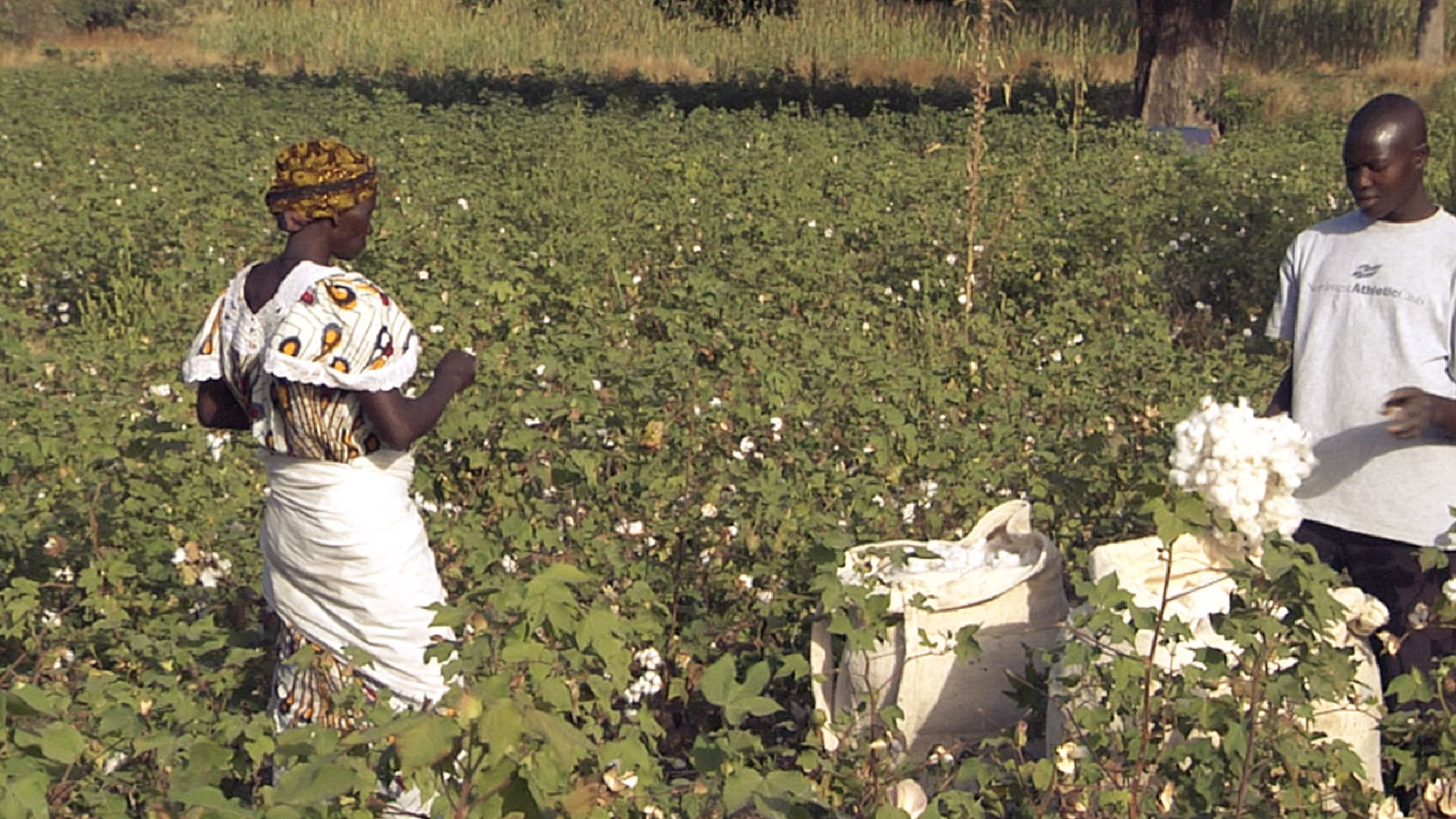 Bio-Baumwolle in Burkina Faso