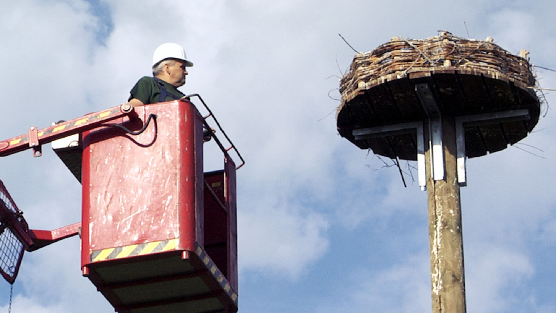 Der Weißstorch kehrt zurück