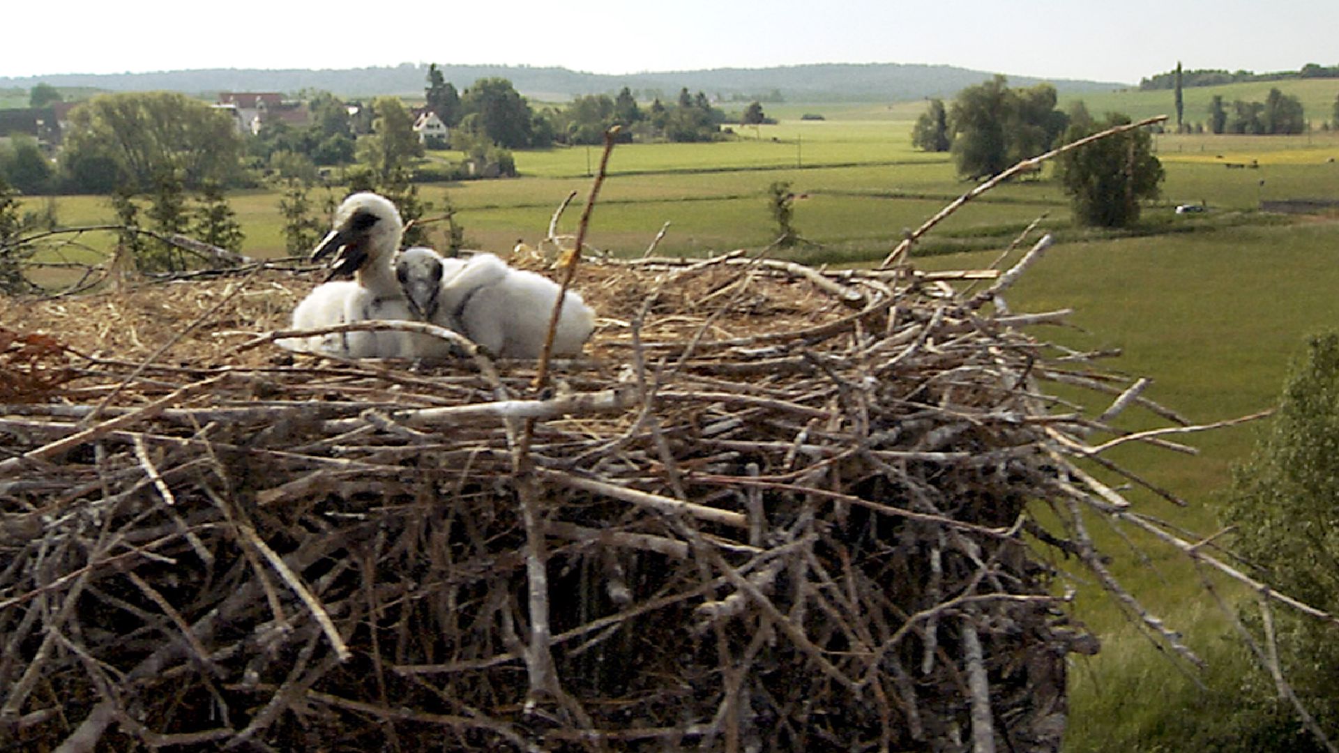 Der Weißstorch kehrt zurück