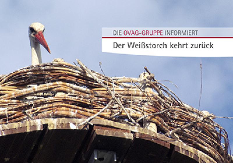 Der Weißstorch kehrt zurück