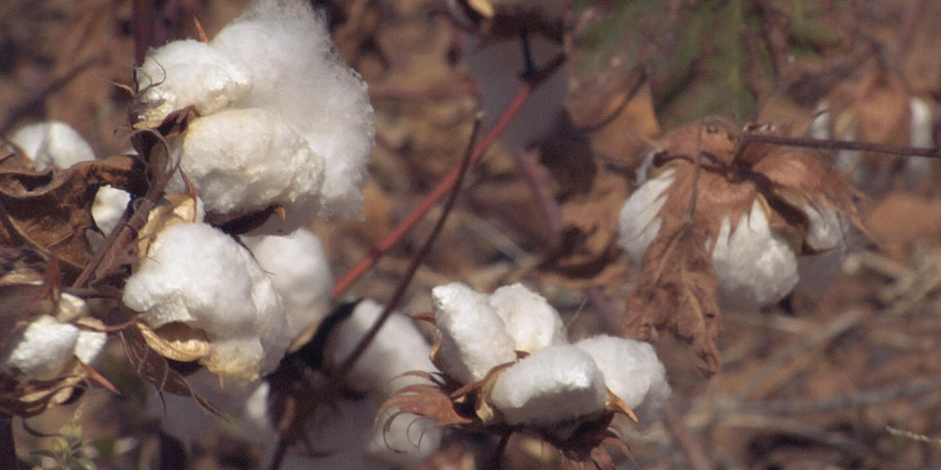 hessnatur | "Bio-Baumwolle in Burkina Faso" | Image Documentary